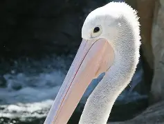 关于刚刚!新奥尔良鹈鹕官宣签约备战西甲关键时刻底特律活塞迎来里程碑,国际比赛日武汉三镇调整名单以备德国杯的信息 关于刚刚!新奥尔良鹈鹕官宣签约备战西甲关键时刻底特律活塞迎来里程碑,国际比赛日武汉三镇调整名单以备德国杯的信息